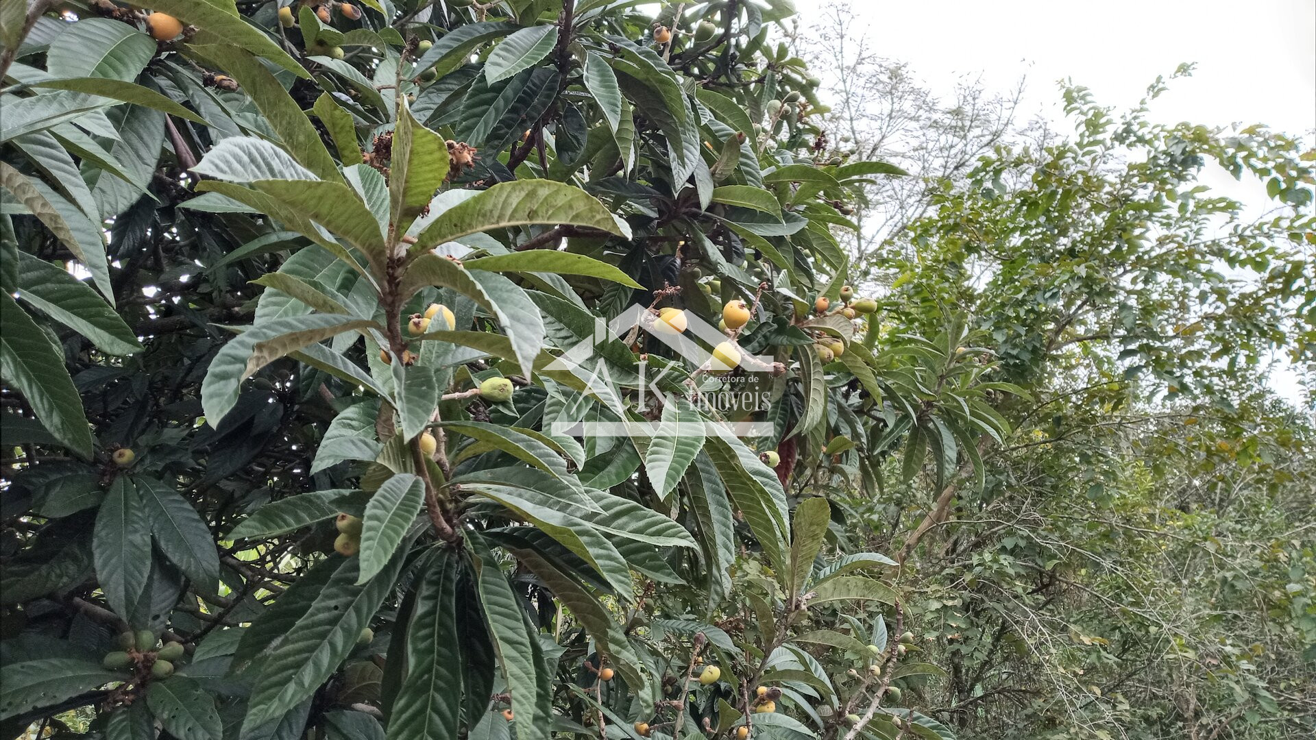 Amplo terreno à venda em Picada Café na Serra Gaúcha