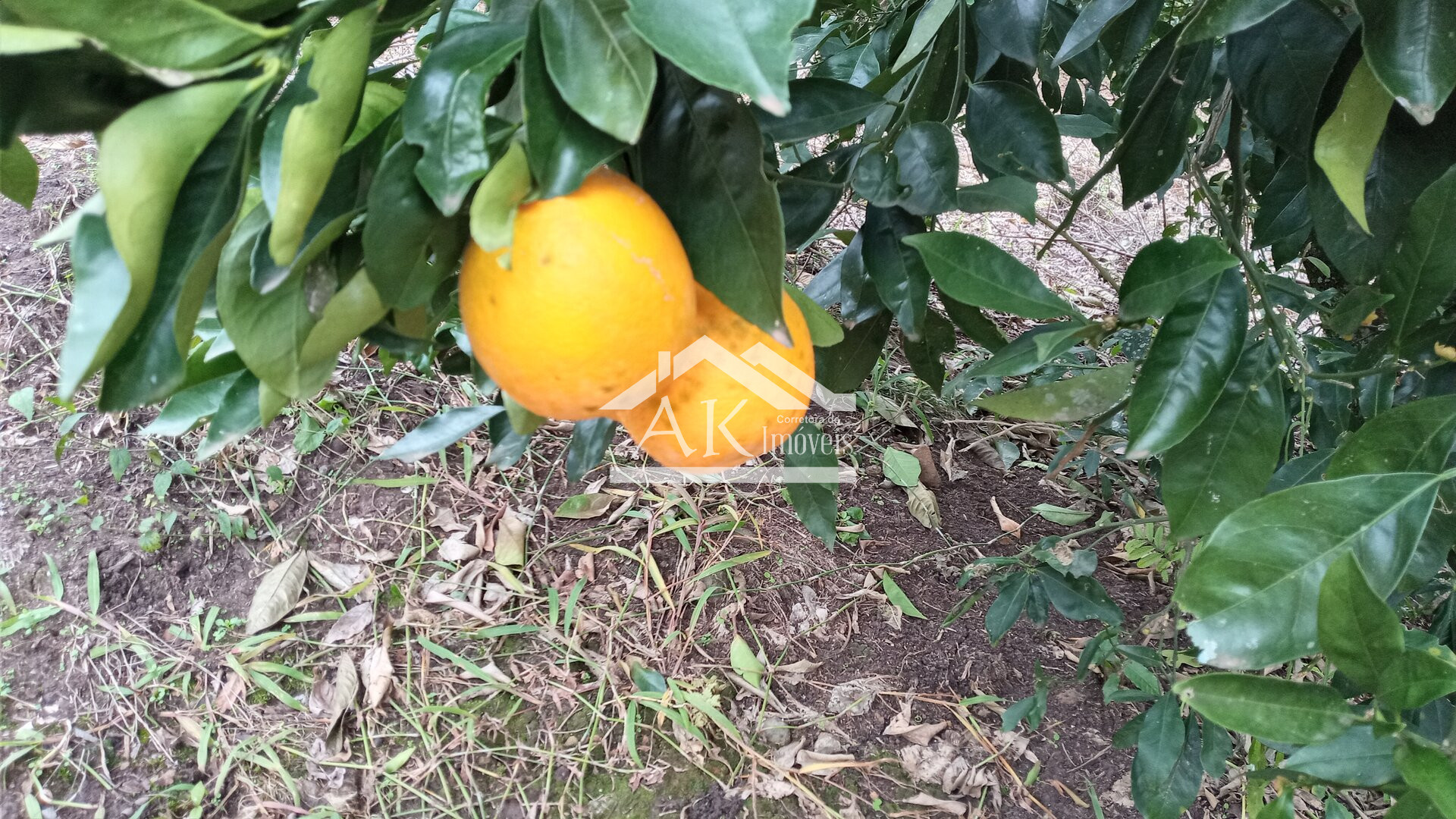 Amplo terreno à venda em Picada Café na Serra Gaúcha