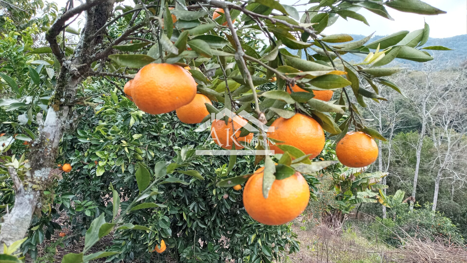 Amplo terreno à venda em Picada Café na Serra Gaúcha