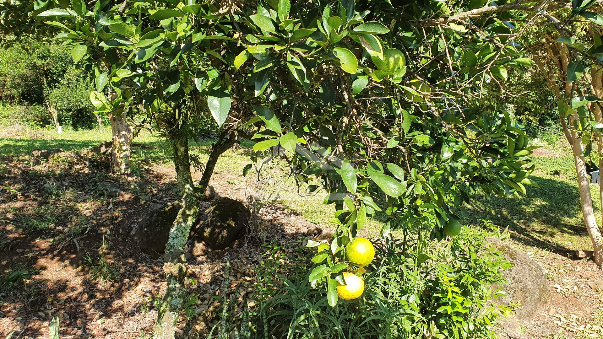 Terreno com linda paisagem a venda em Picada Café na Serra Gaúcha