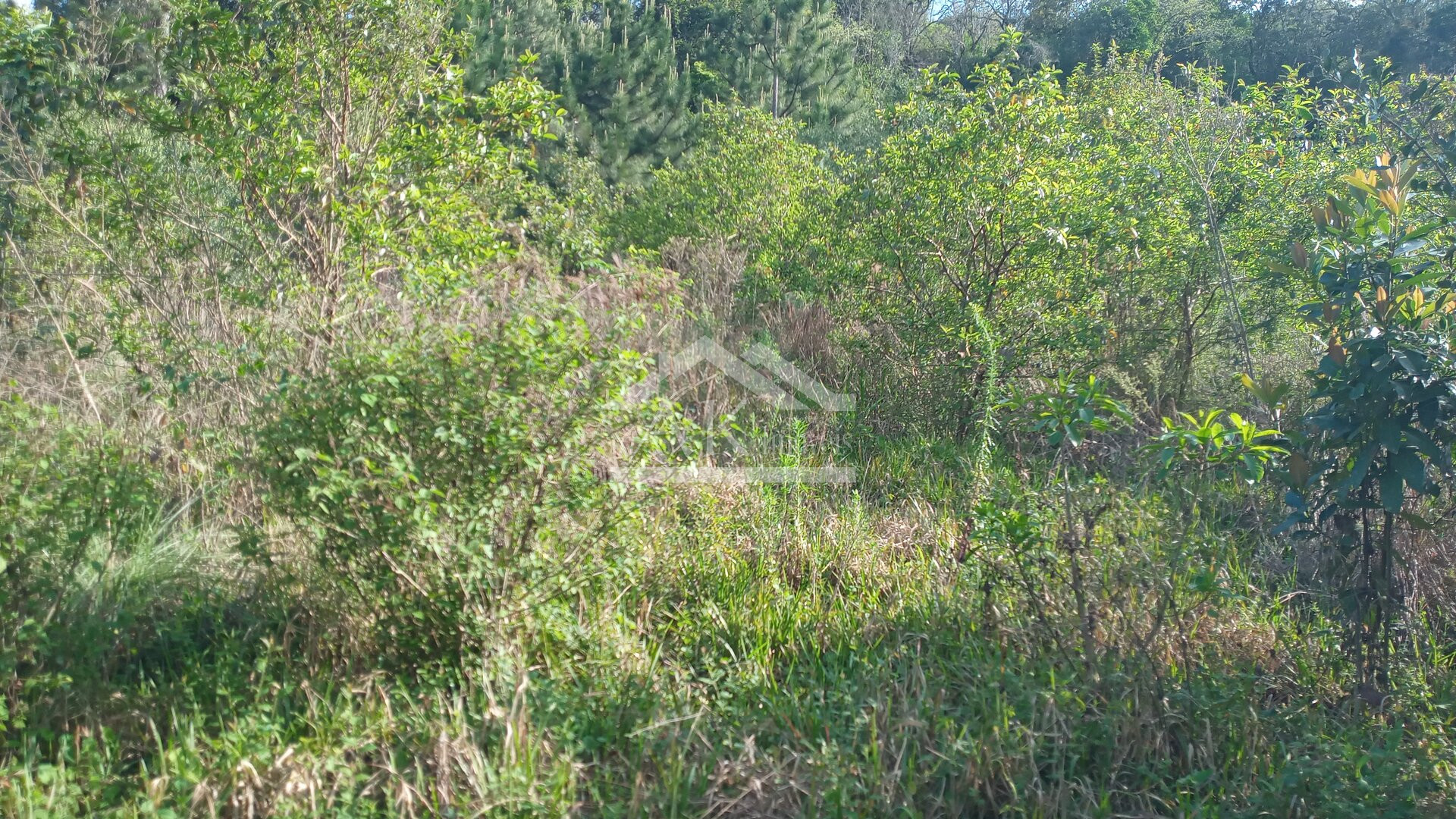 Amplo terreno, com fácil acesso, a venda em Picada Café, na Serra Gaúcha