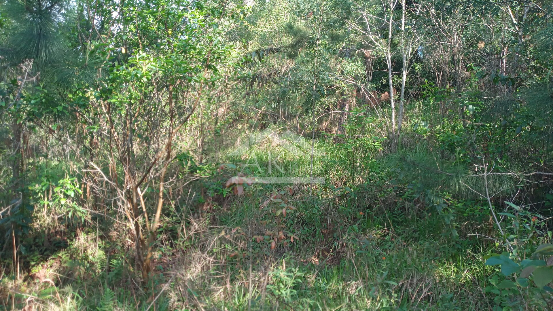 Amplo terreno, com fácil acesso, a venda em Picada Café, na Serra Gaúcha