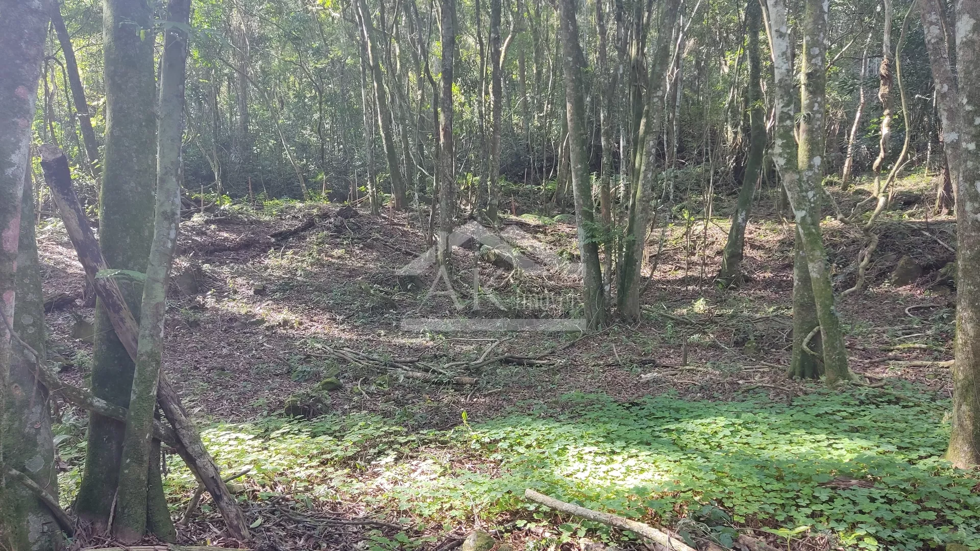 Amplo terreno arborizado à venda em Picada Café na Serra Gaúcha
