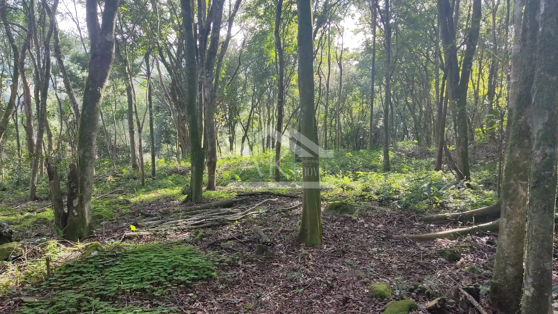 Amplo terreno arborizado à venda em Picada Café na Serra Gaúcha
