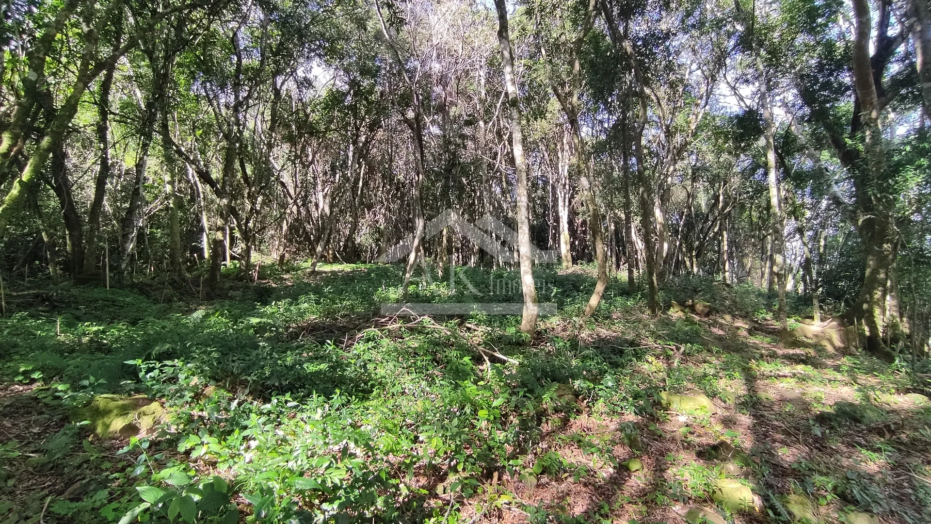 Amplo terreno arborizado à venda em Picada Café na Serra Gaúcha