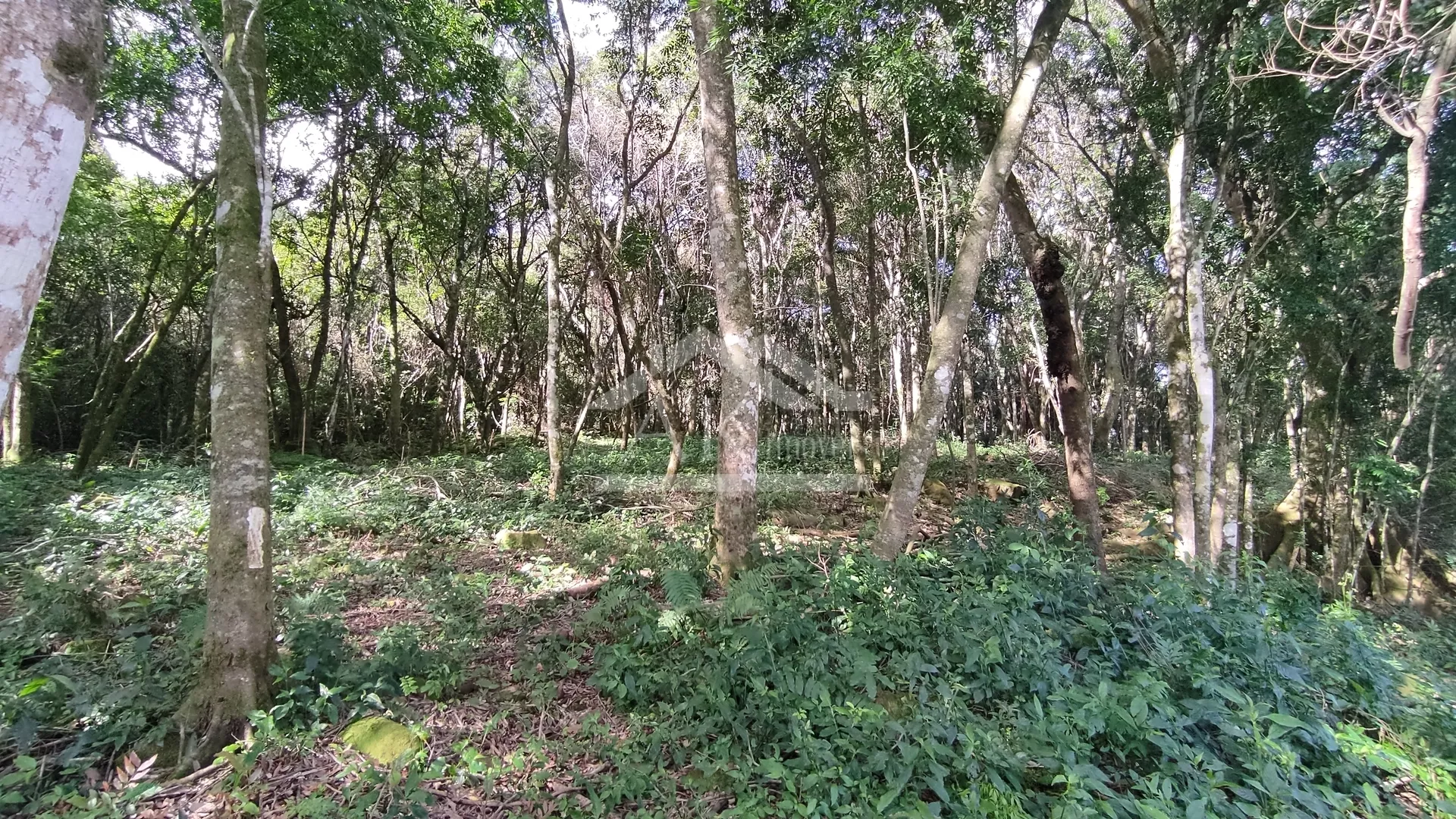 Amplo terreno arborizado à venda em Picada Café na Serra Gaúcha