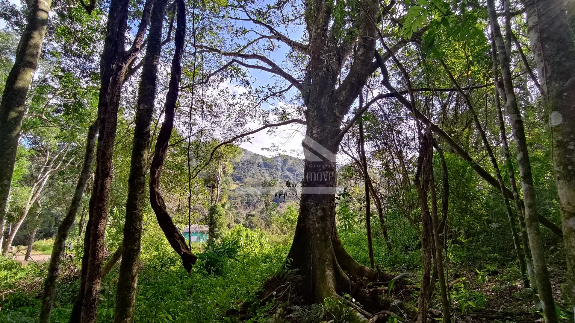 Amplo terreno arborizado à venda em Picada Café na Serra Gaúcha