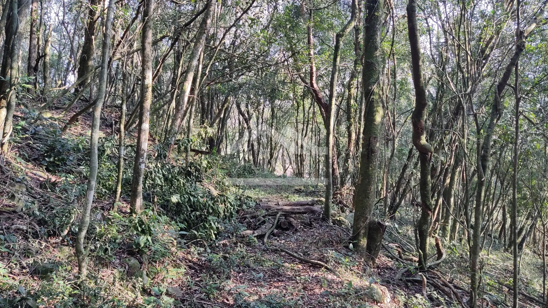 Área de terra em topo de morro à venda em Nova Petrópolis na Serra Gaúcha