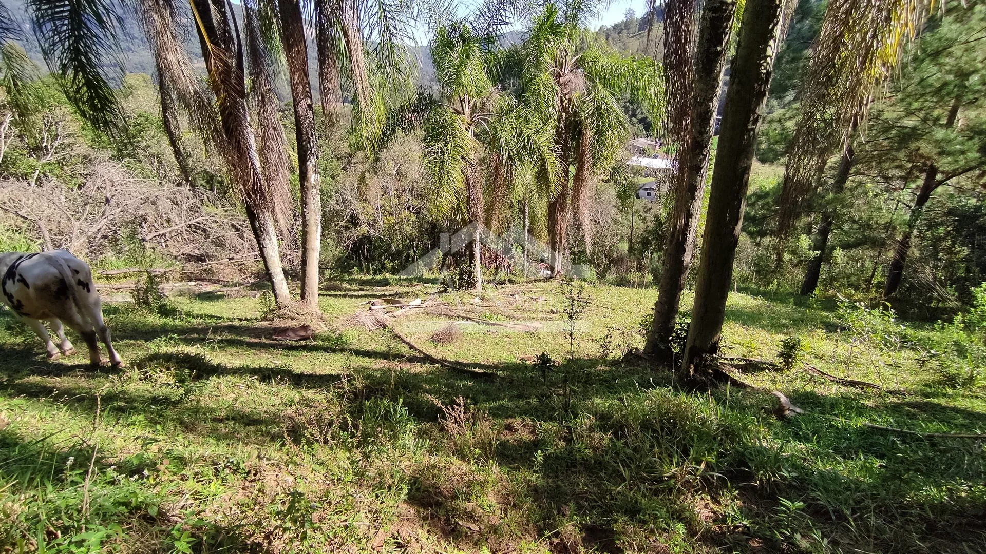 Sítio com riacho à venda em Picada Café na Serra Gaúcha