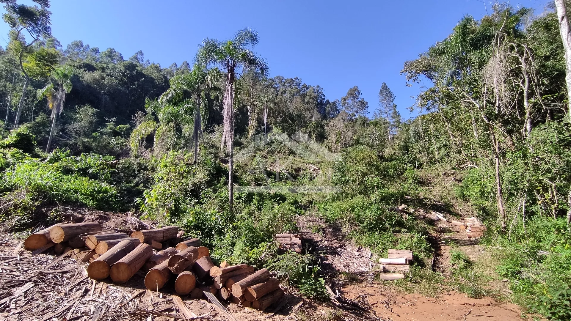 Sítio com riacho à venda em Picada Café na Serra Gaúcha