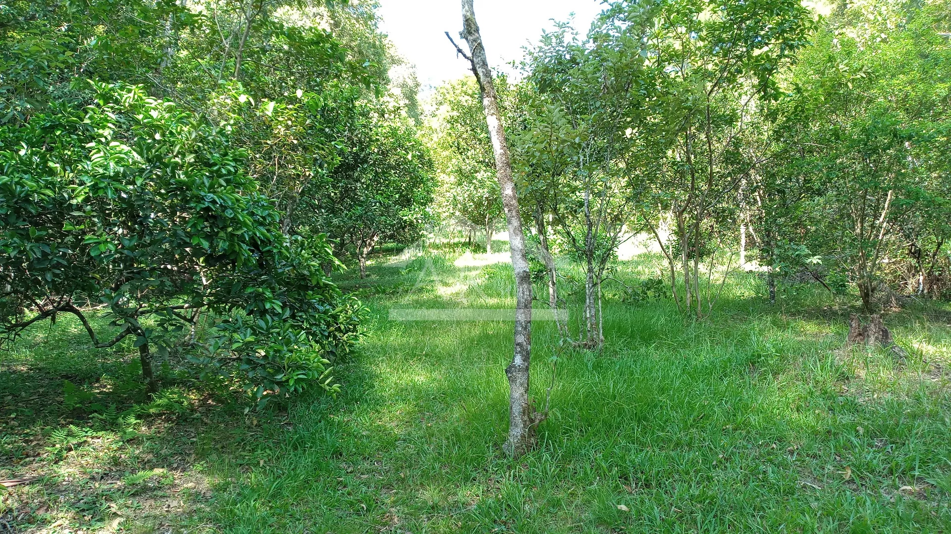 Área de terras com ótima localização à venda em Picada Café na Serra Gaúcha