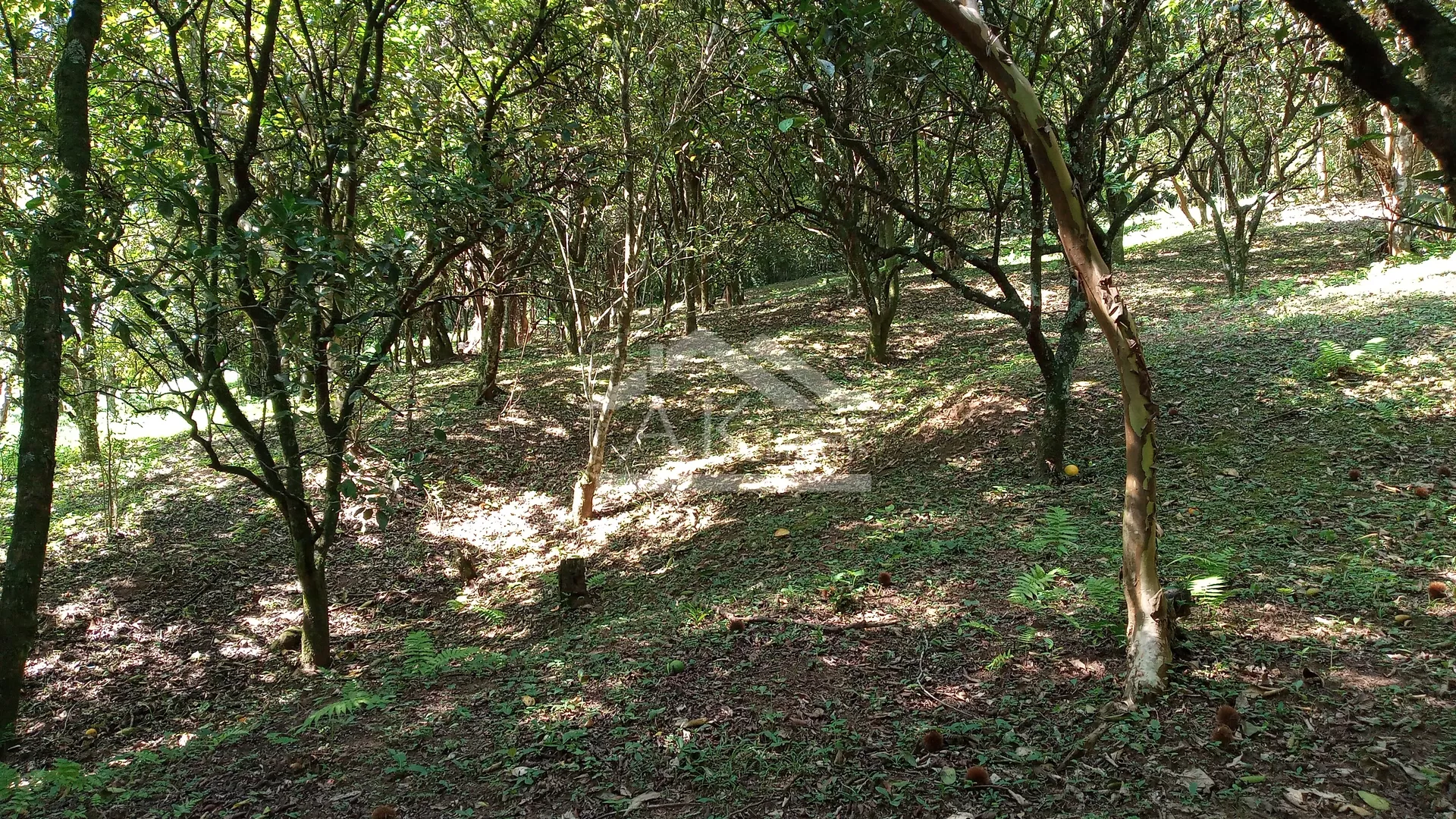 Área de terras com ótima localização à venda em Picada Café na Serra Gaúcha