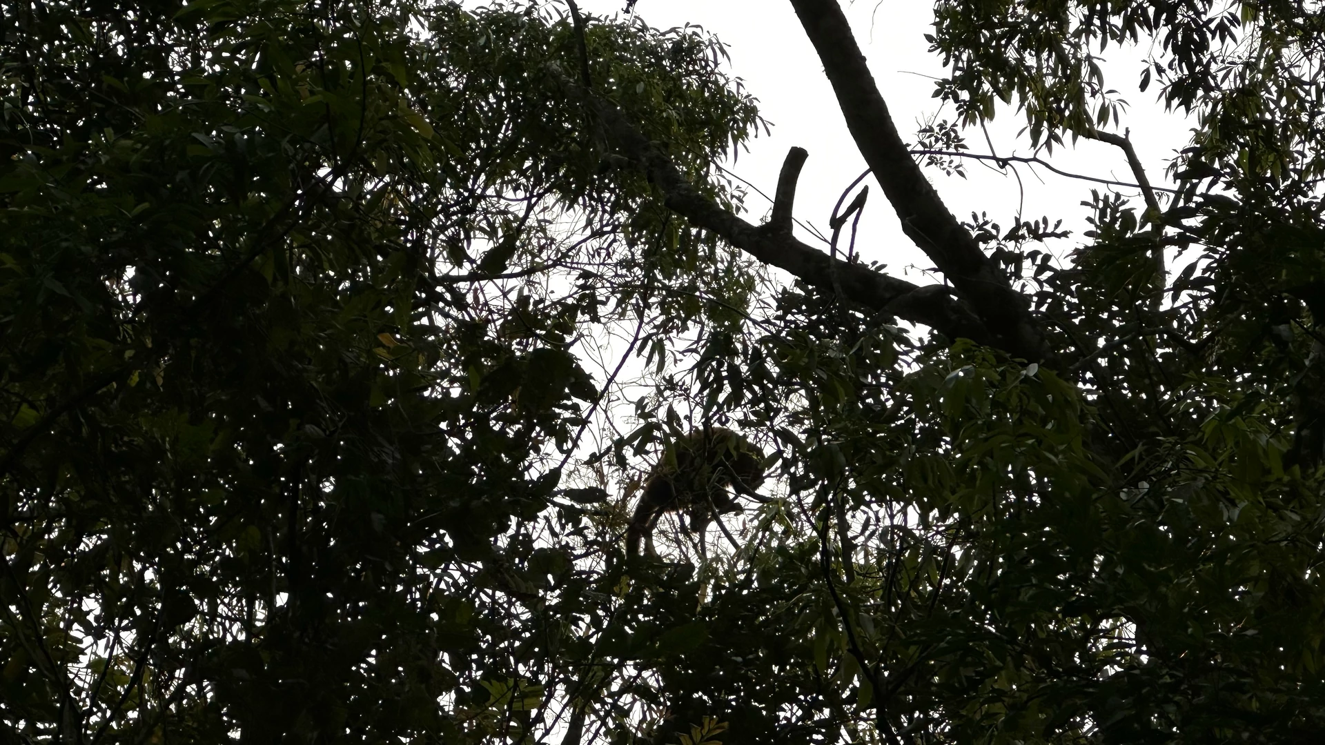 Área de terras com ótima localização à venda em Picada Café na Serra Gaúcha