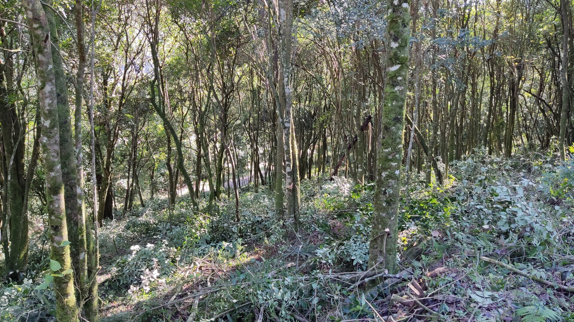 Área de terras à venda próxima ao centro de Picada café na serra gaúcha
