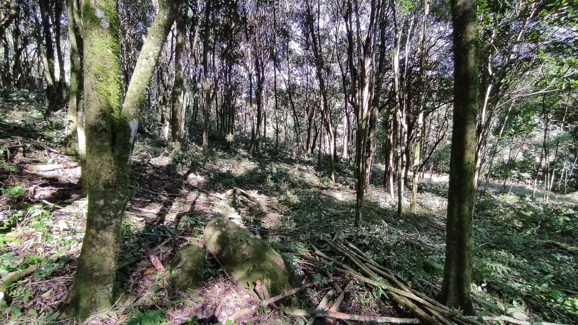 Área de terras à venda próxima ao centro de Picada café na serra gaúcha