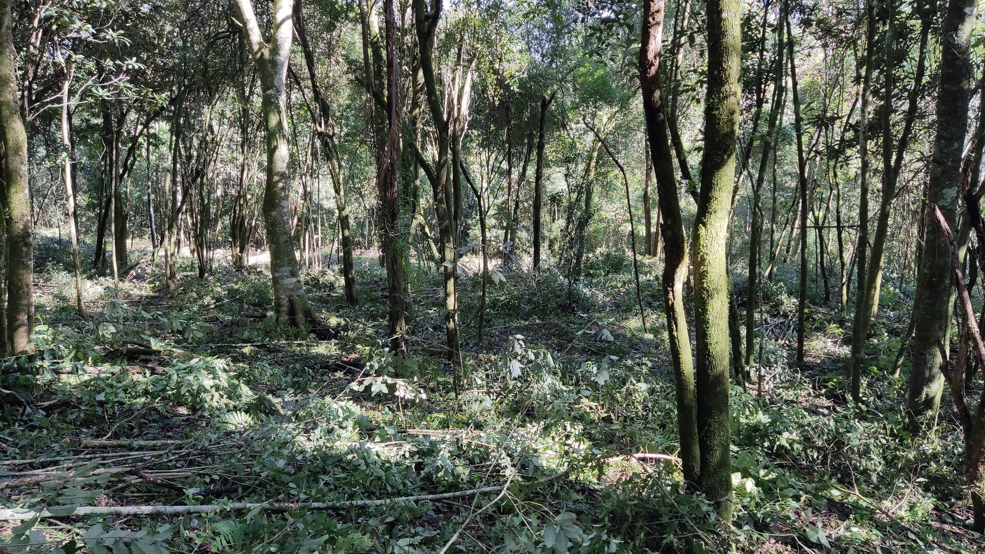 Área de terras à venda próxima ao centro de Picada café na serra gaúcha