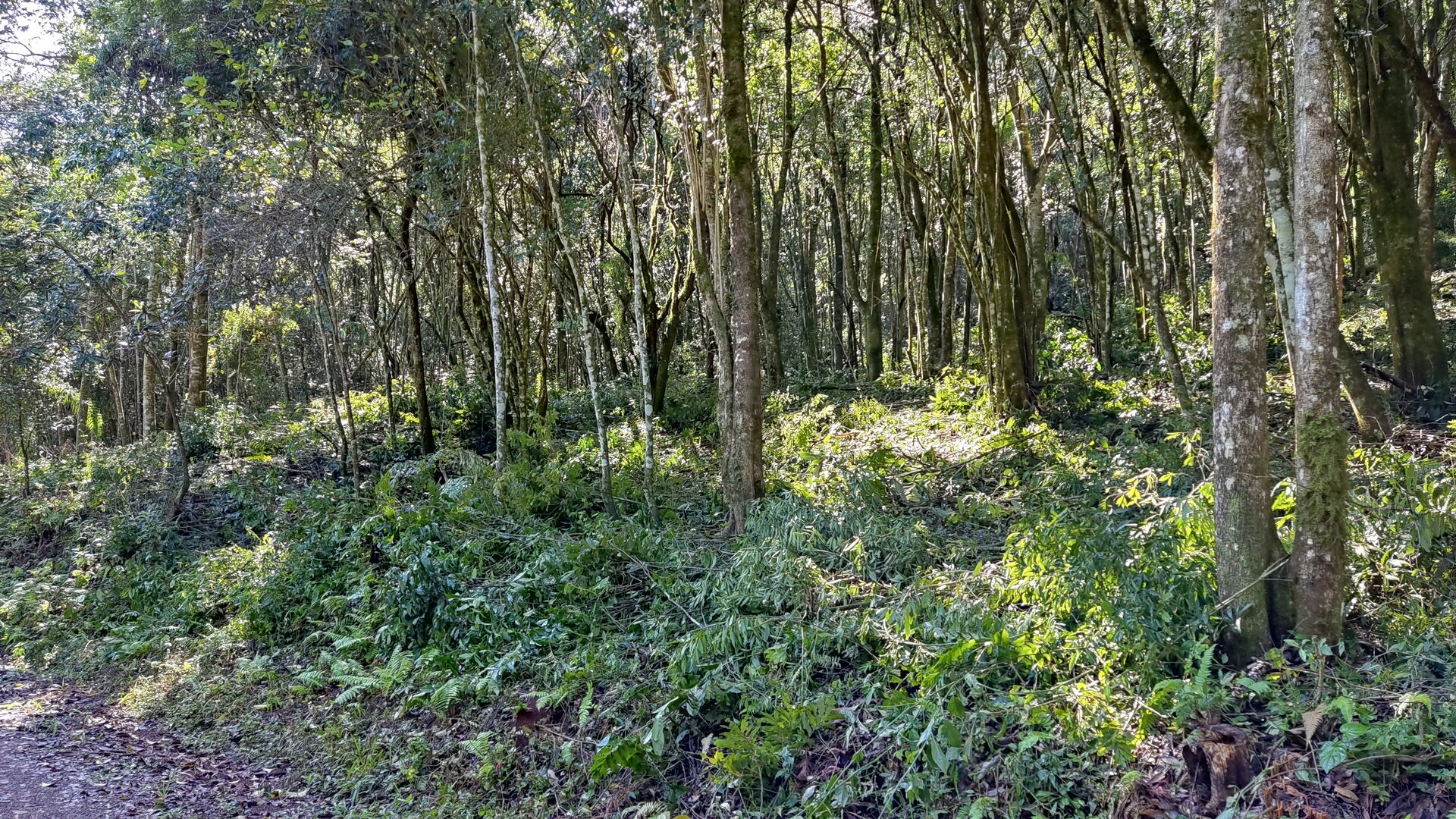 Área de terras à venda próxima ao centro de Picada café na serra gaúcha