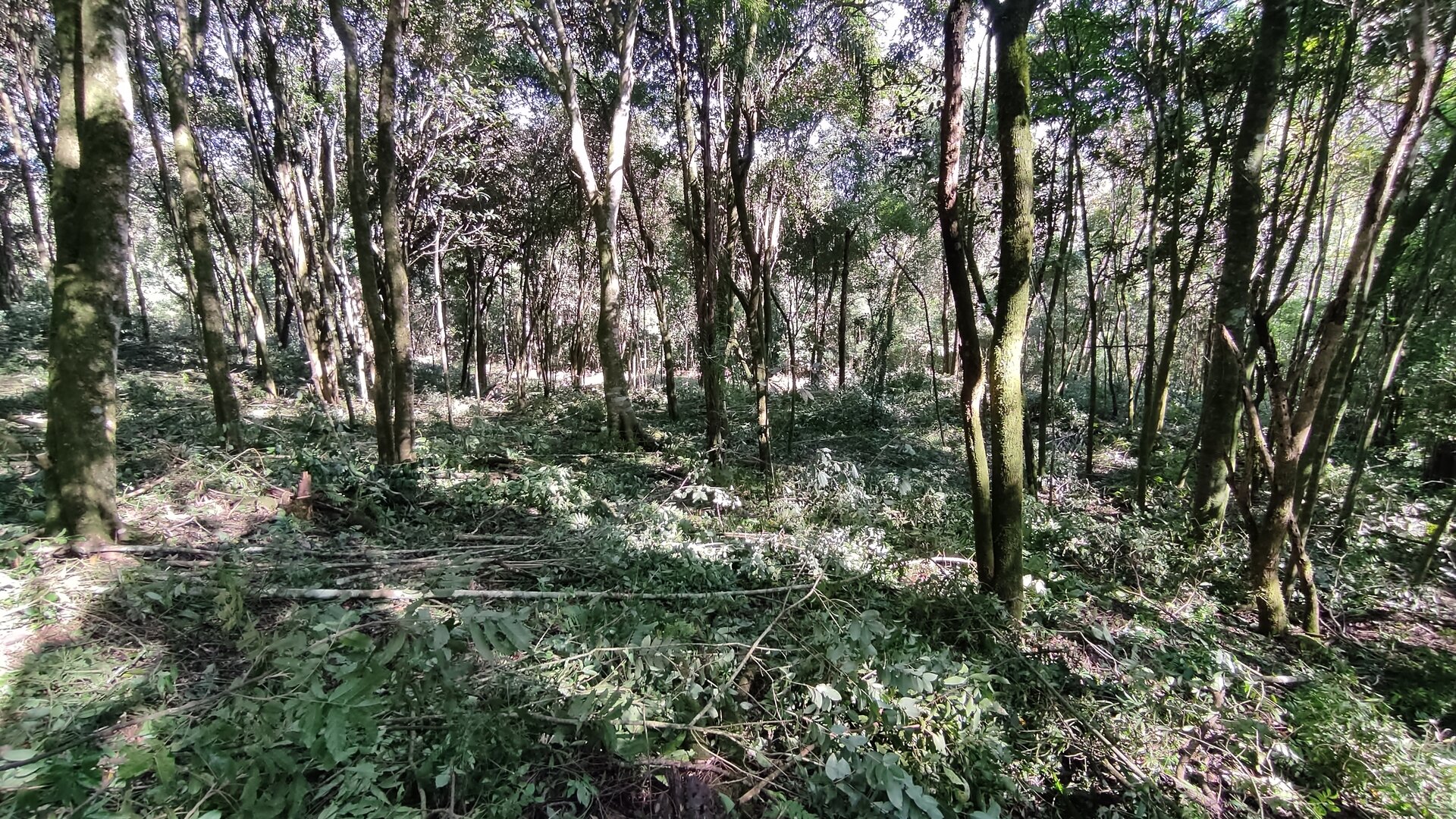 Área de terras à venda próxima ao centro de Picada café na serra gaúcha