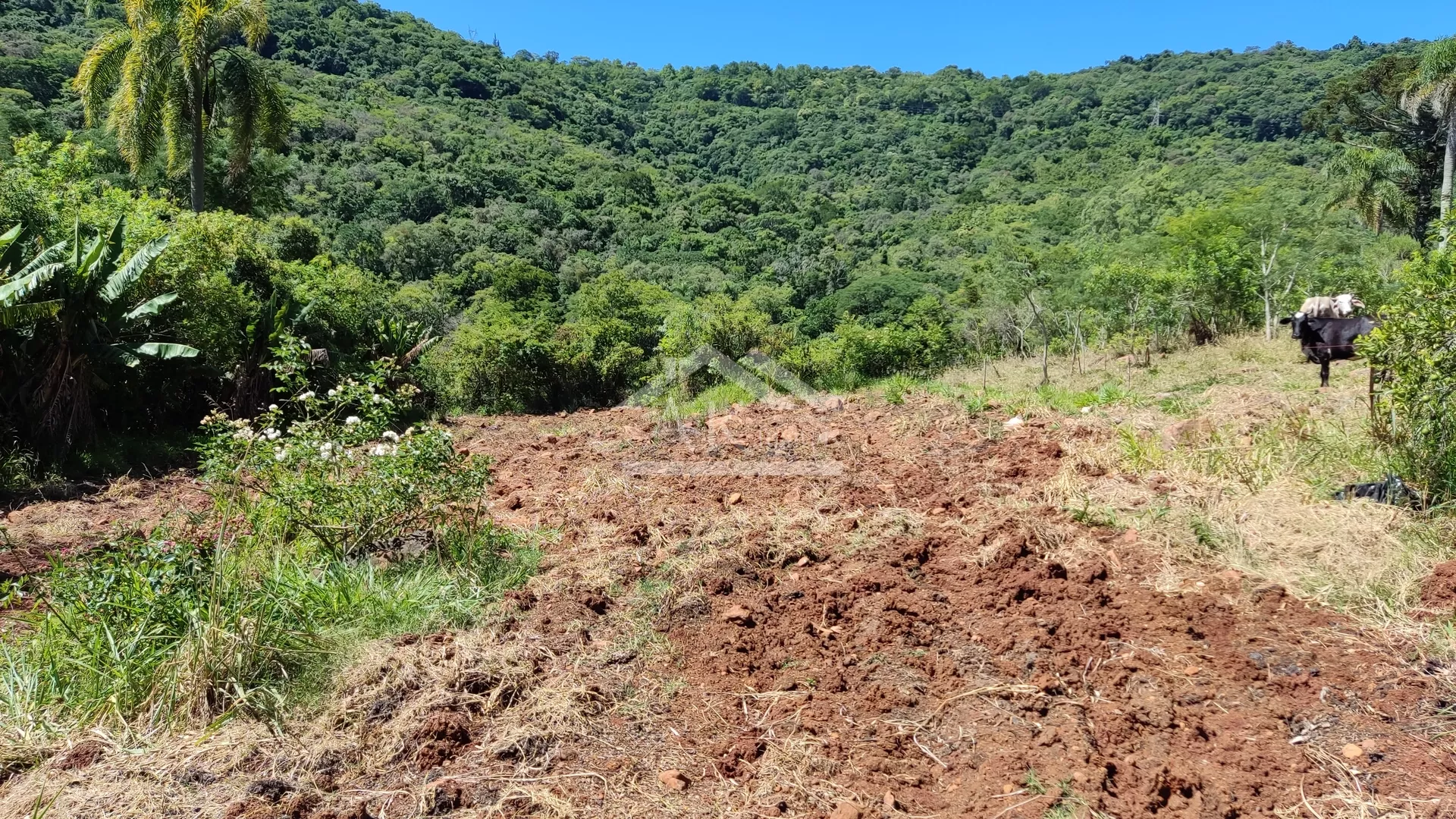 Sítio com açude e riacho à venda em Presidente Lucena RS