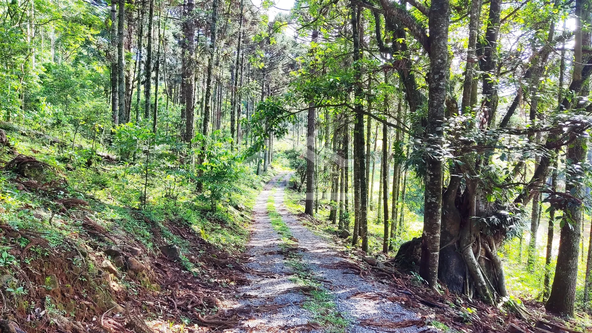 Área de terra com vista à venda em Nova Petrópolis na Serra Gaúcha