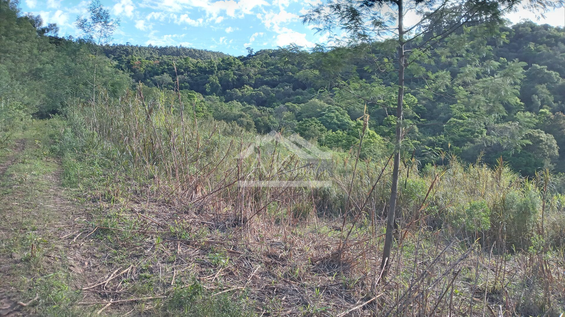 Área de terras com vertente e córrego à venda em Linha Nova na Serra Gaúcha