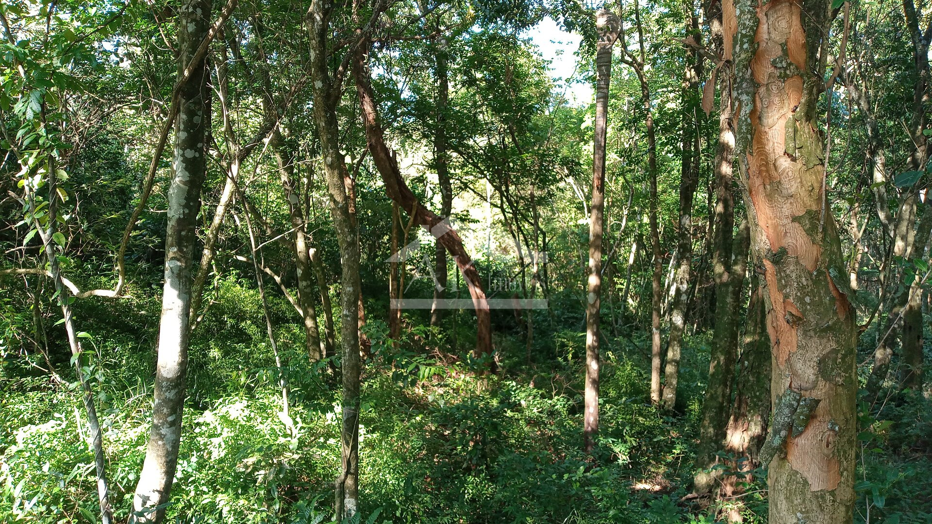 Área de terras com duas frentes para a BR 116 à venda em Picada Café na Serra Gaúcha