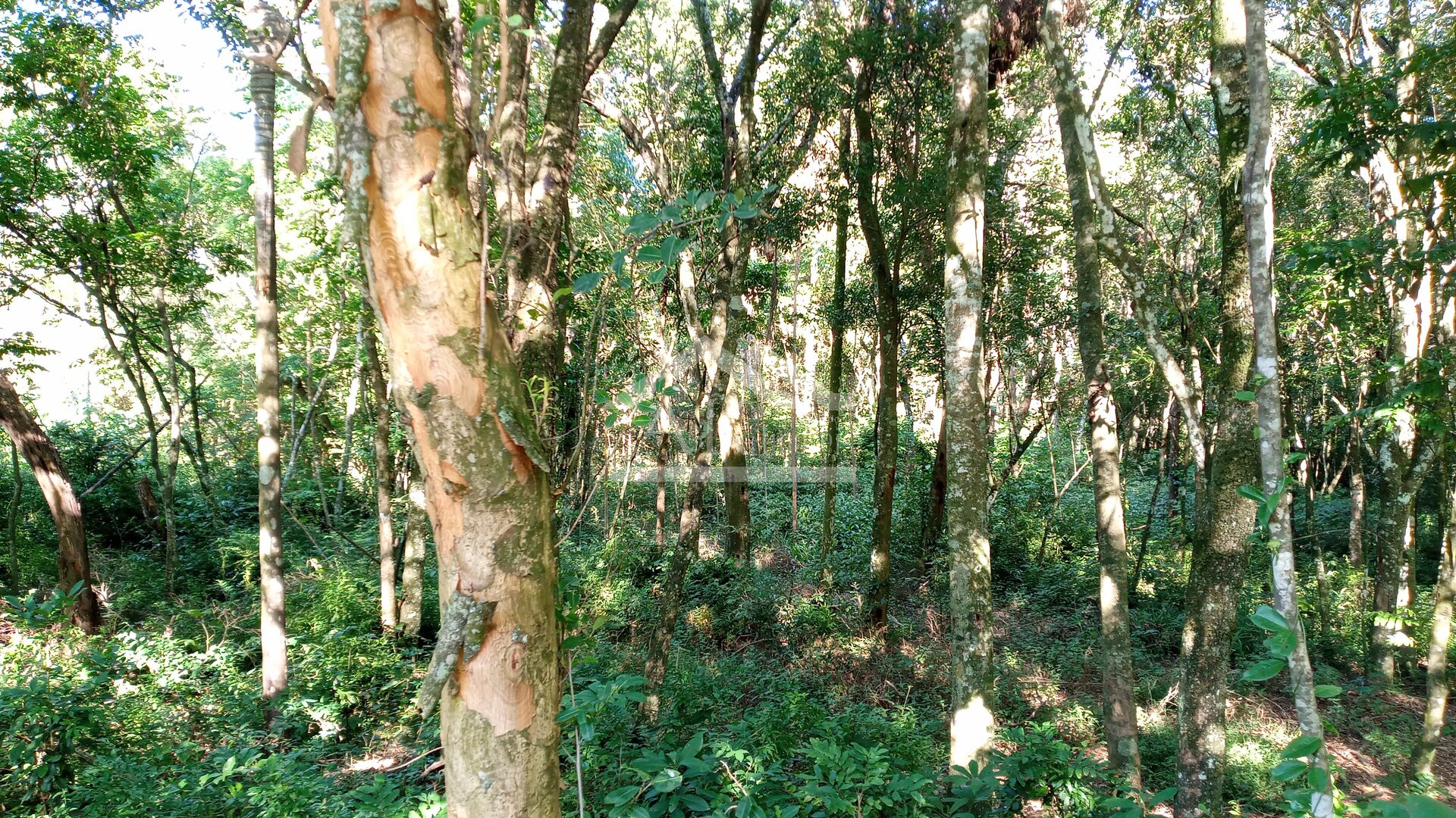 Área de terras com duas frentes para a BR 116 à venda em Picada Café na Serra Gaúcha
