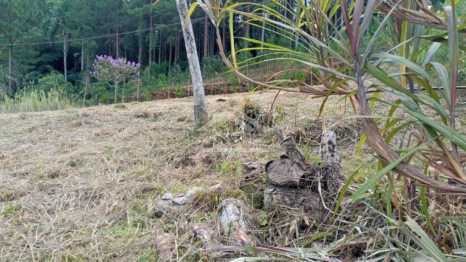 Terreno à venda no Centro de Picada Café, na Serra Gaúcha