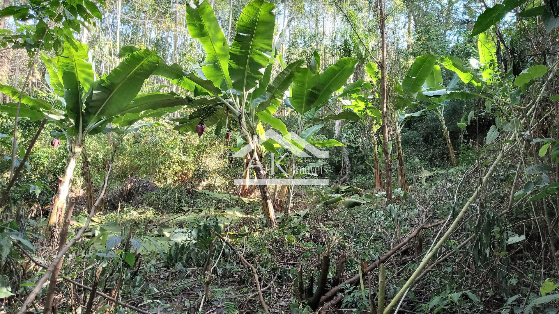 Sítio com casa de 5 quartos a venda em Picada Café na Serra Gaúcha