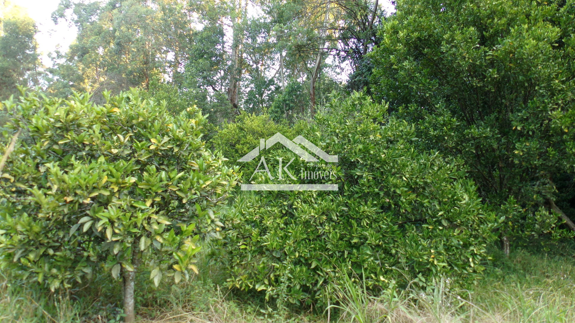 Terreno a venda às margens da BR 116 em Picada Café na serra gaúcha