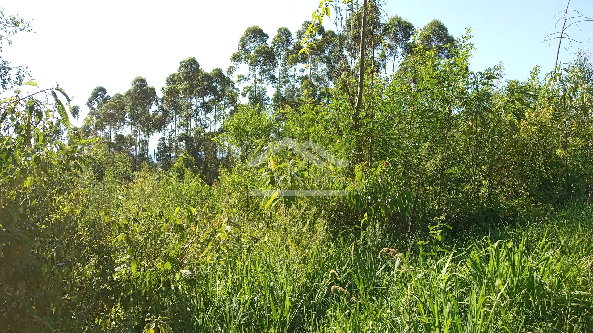 Área de terras em à venda no interior de Nova Petrópolis na Serra Gaúcha