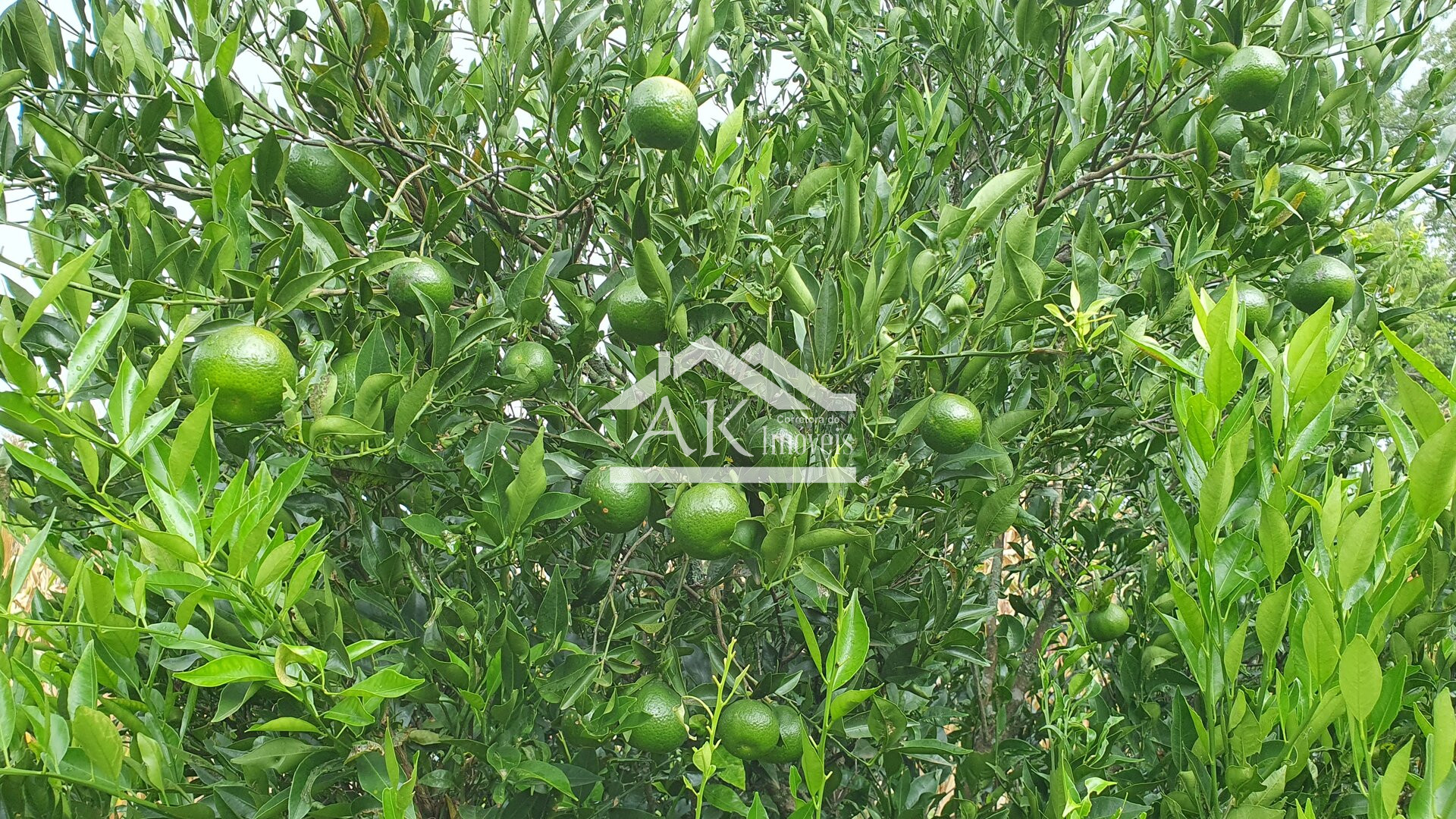 Sítio urbano à venda em Picada Café na Serra Gaúcha