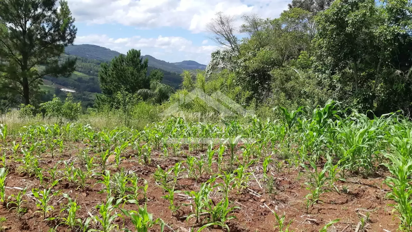 Área de terra com vista à venda em Linha Nova na Serra Gaúcha