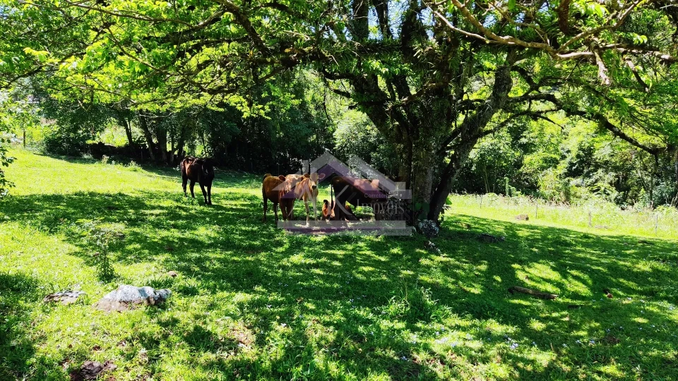 Sítio com estrutura completa à venda em Picada Café na Serra Gaúcha