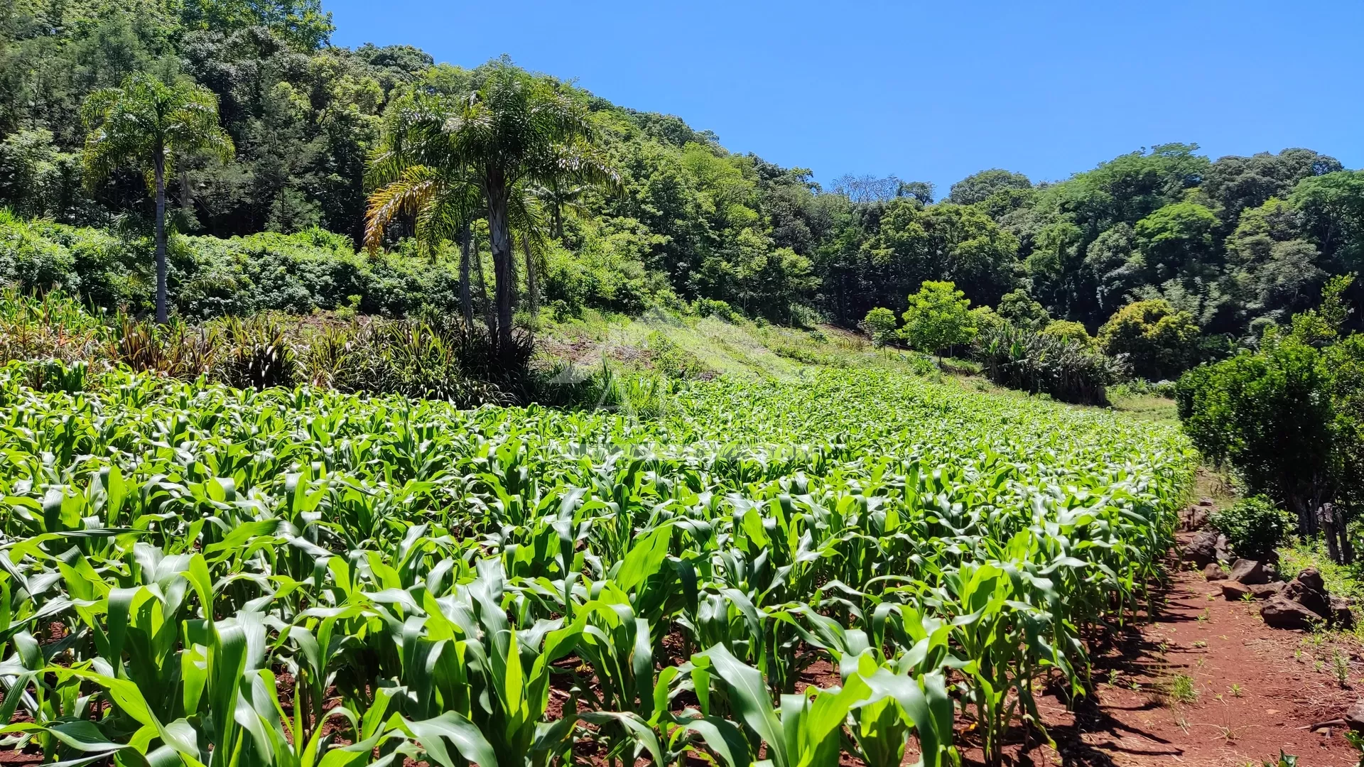 Sítio com estrutura completa à venda em Picada Café na Serra Gaúcha