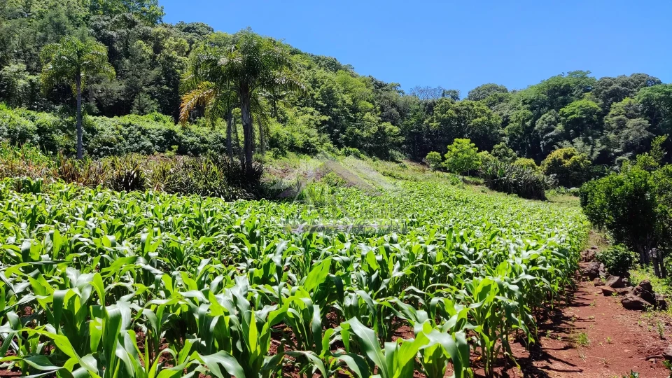 Sítio com estrutura completa à venda em Picada Café na Serra Gaúcha