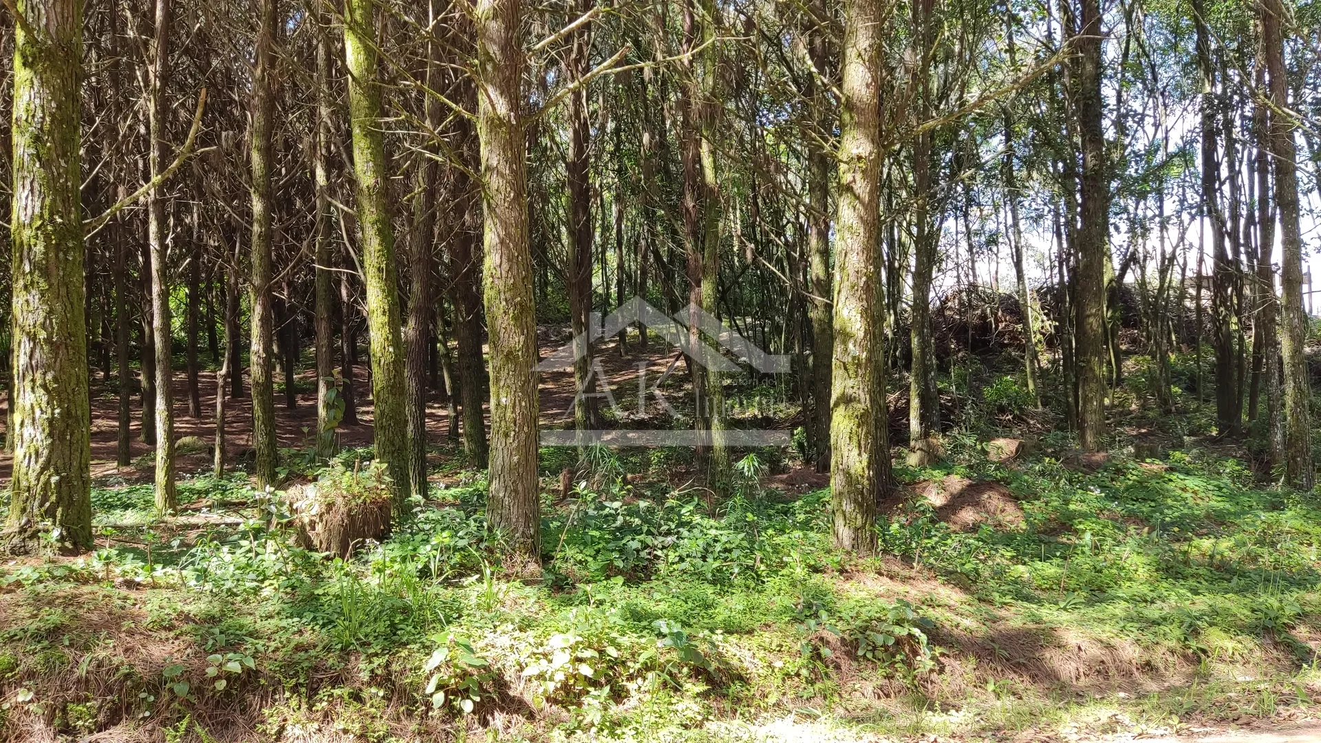 Chácara com açude à venda em Nova Petrópolis na Serra Gaúcha
