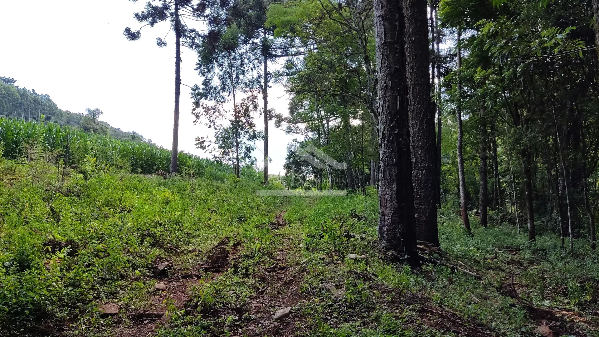 Sítio com riacho e casa enxaimel à venda em Nova Petrópolis na Serra Gaúcha