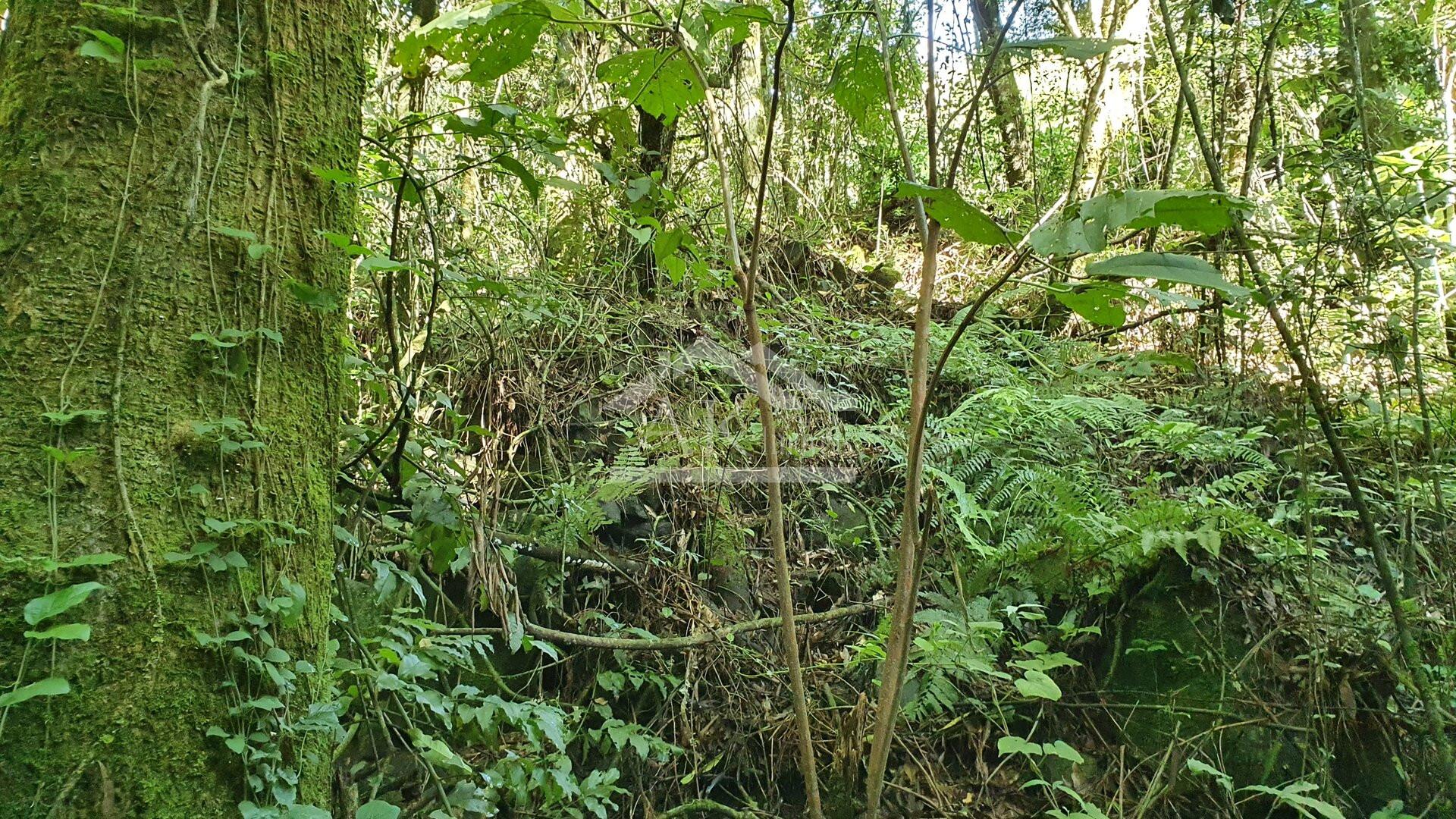 Sítio com cascata a venda no interior de Nova Petrópolis, na Serra Gaúcha
