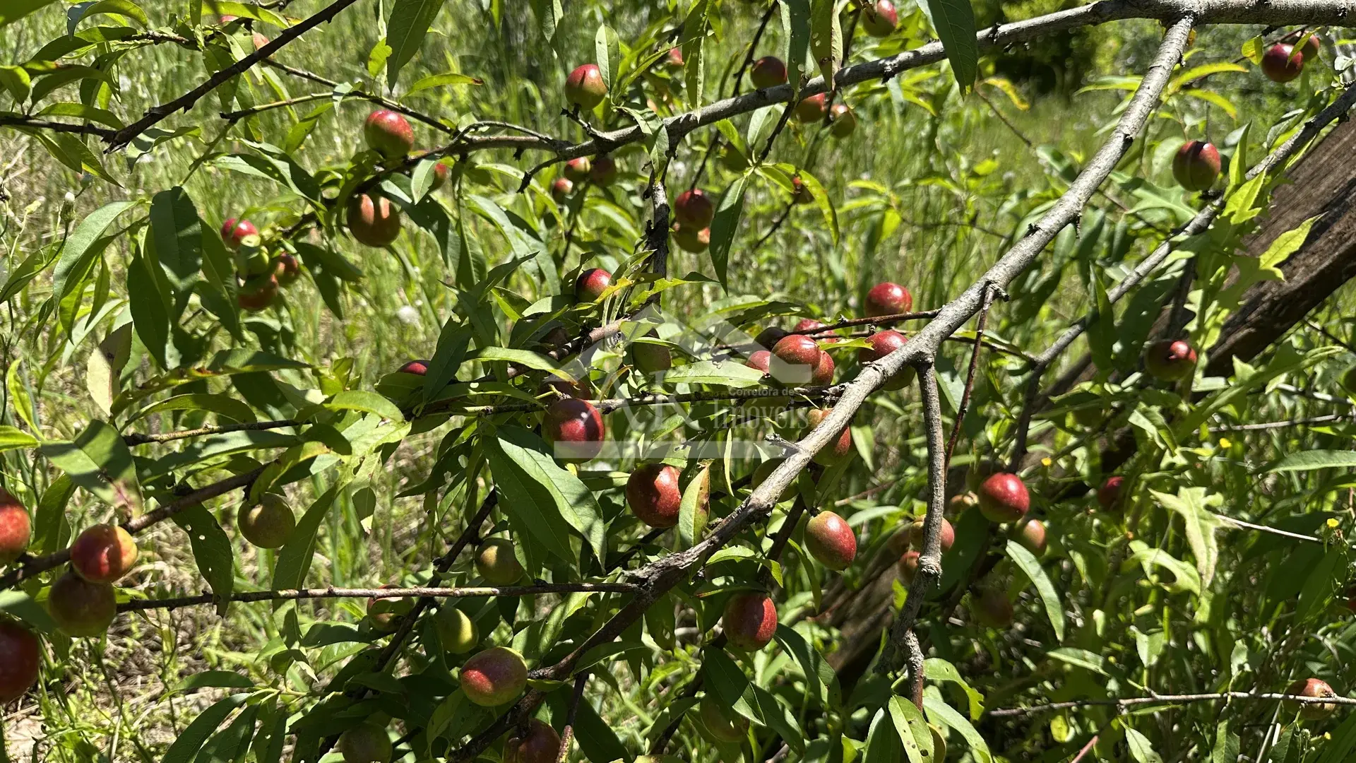 Imagens do imóveis Sítio com casa de 3 quartos à venda em Picada Café na Serra Gaúcha