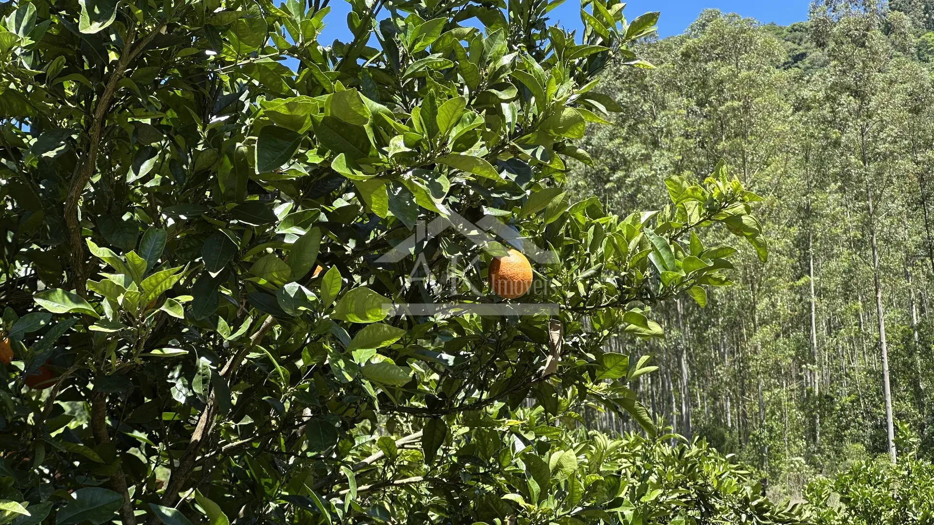 Imagens do imóveis Sítio com casa de 3 quartos à venda em Picada Café na Serra Gaúcha