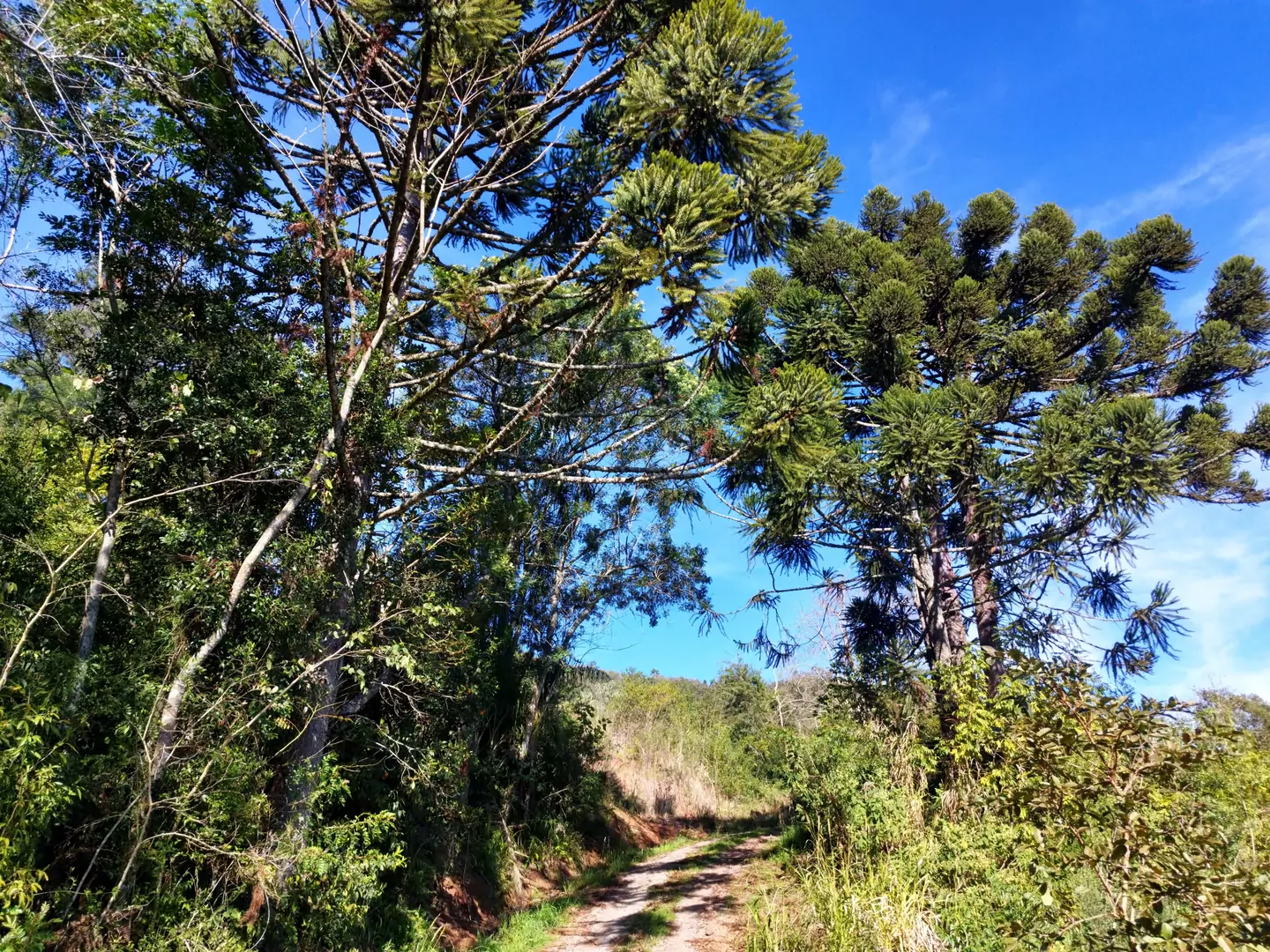 Área de terra à venda em Nova Petrópolis na Serra Gaúcha