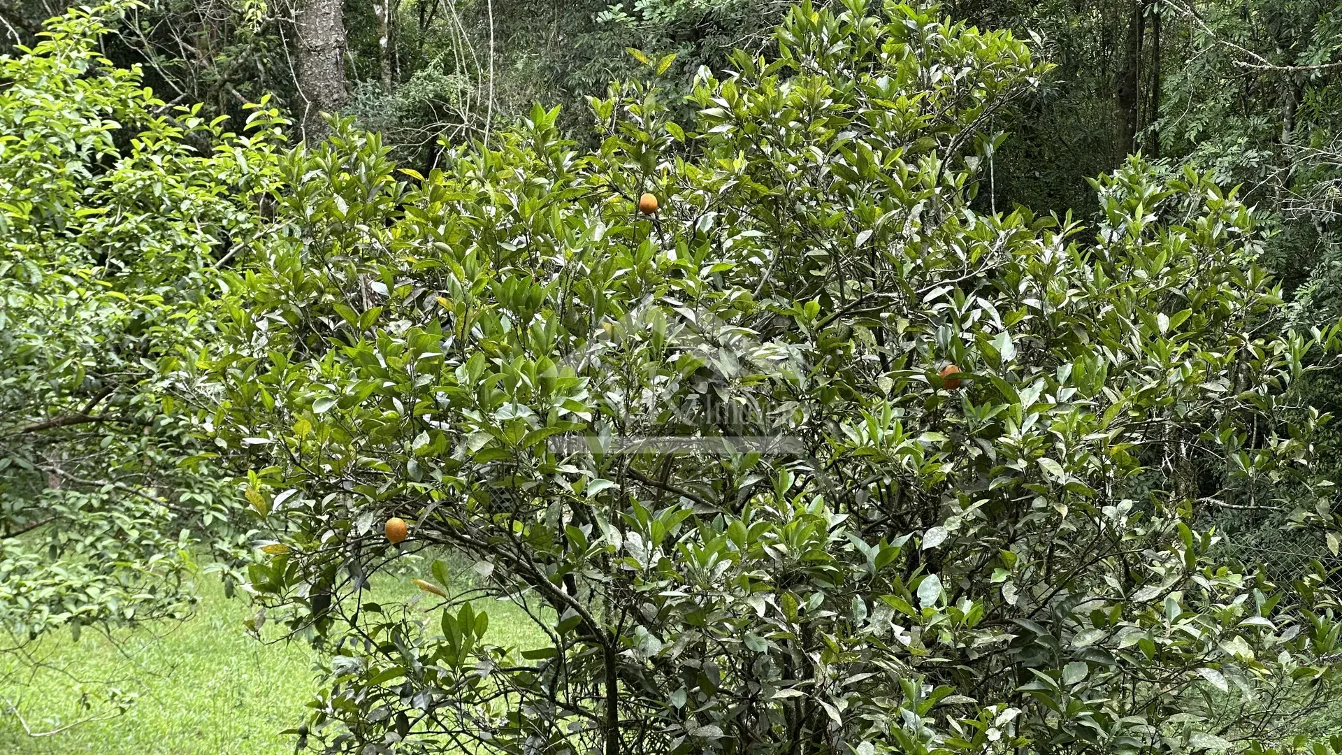Imagens do imóveis Sítio com rio à venda no interior de Santa Maria do Herval RS