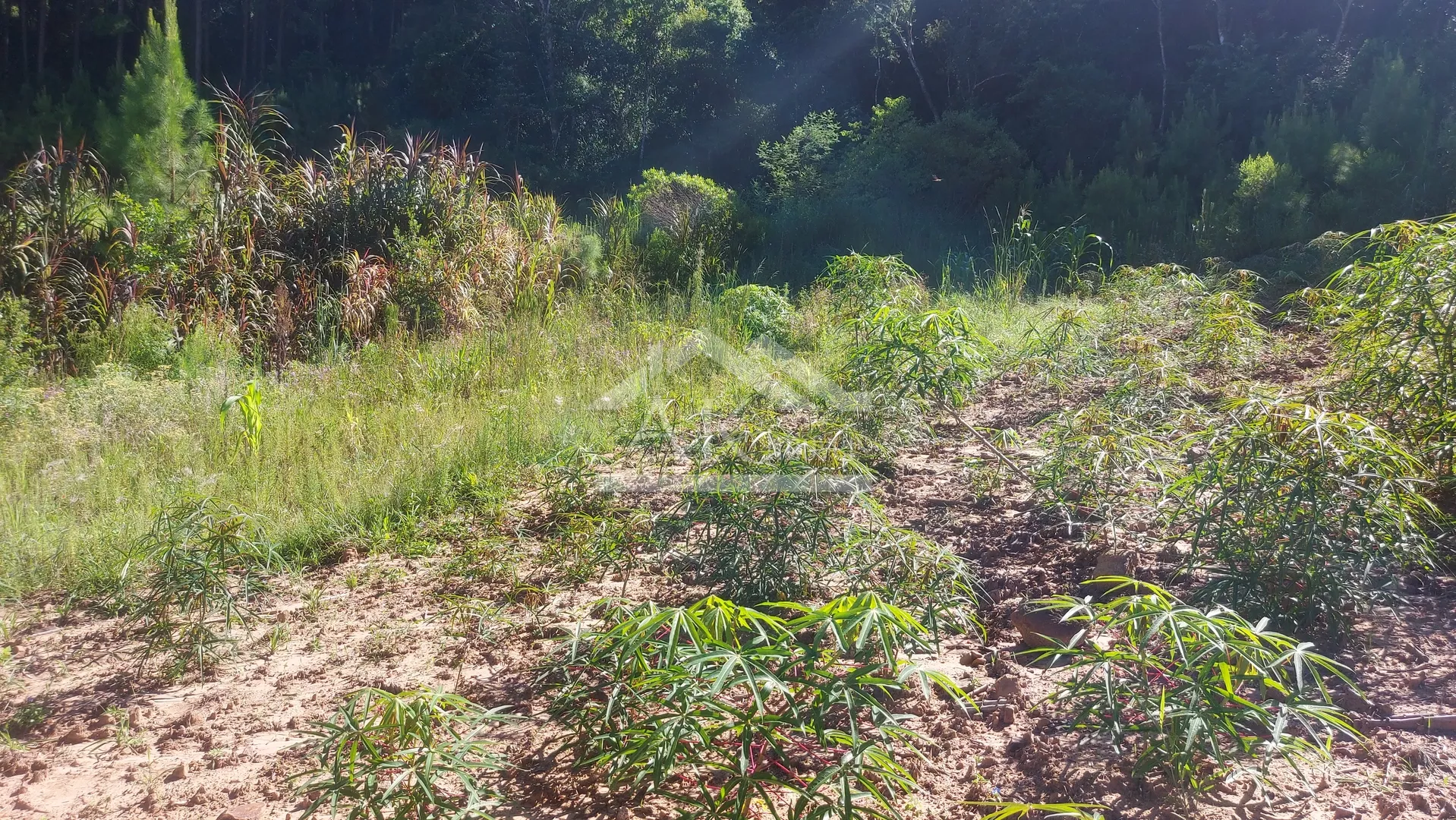 Terreno com vista, à venda, no Centro de Picada Café, na Serra Gaúcha