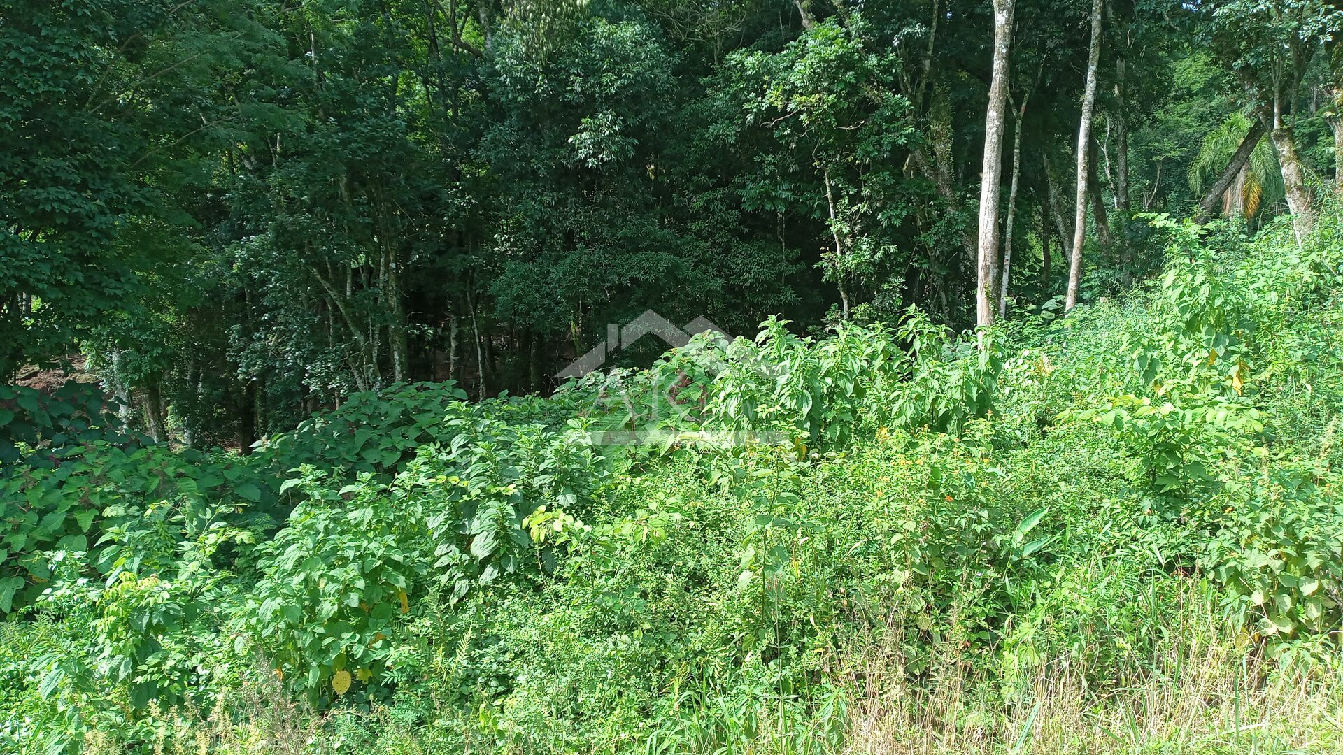 Terreno à venda no Bairro Picada Holanda em Picada Café na Serra Gaúcha