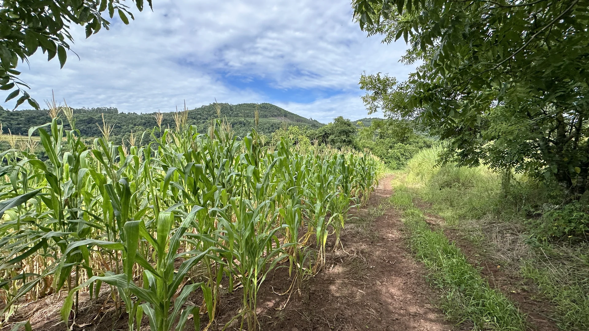 Área de terra à venda em Linha Olinda, Nova Petrópolis, na Serra Gaúcha