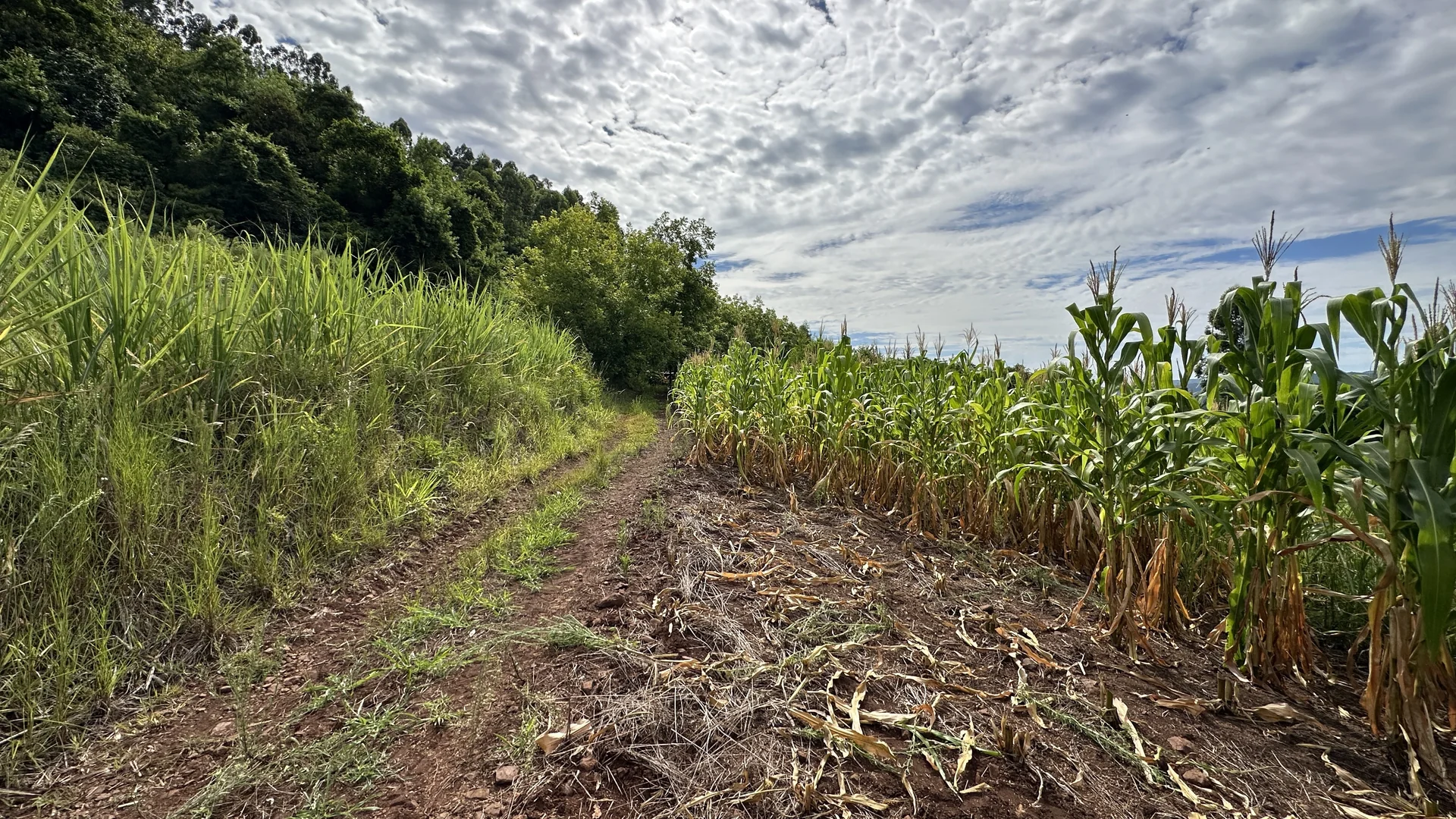 Área de terra à venda em Linha Olinda, Nova Petrópolis, na Serra Gaúcha