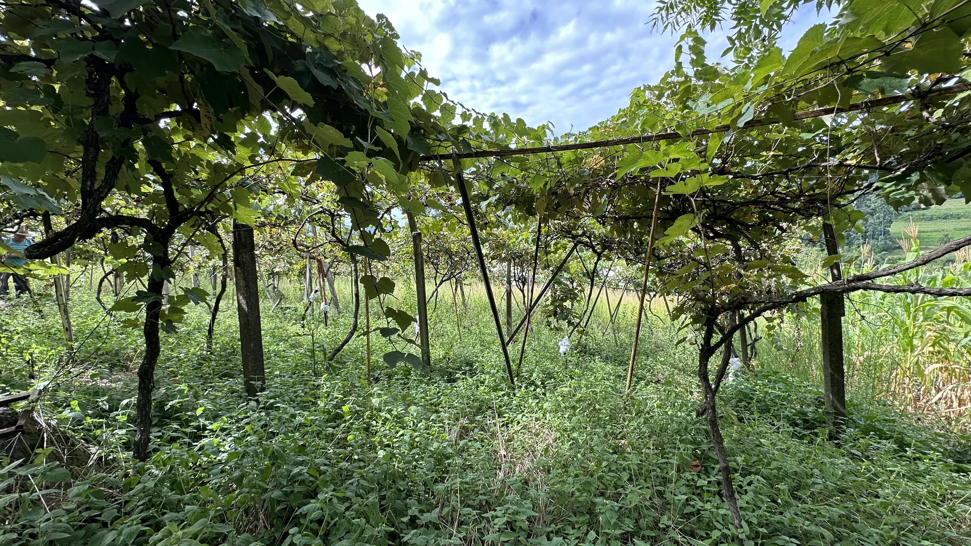 Área de terra à venda em Linha Olinda, Nova Petrópolis, na Serra Gaúcha