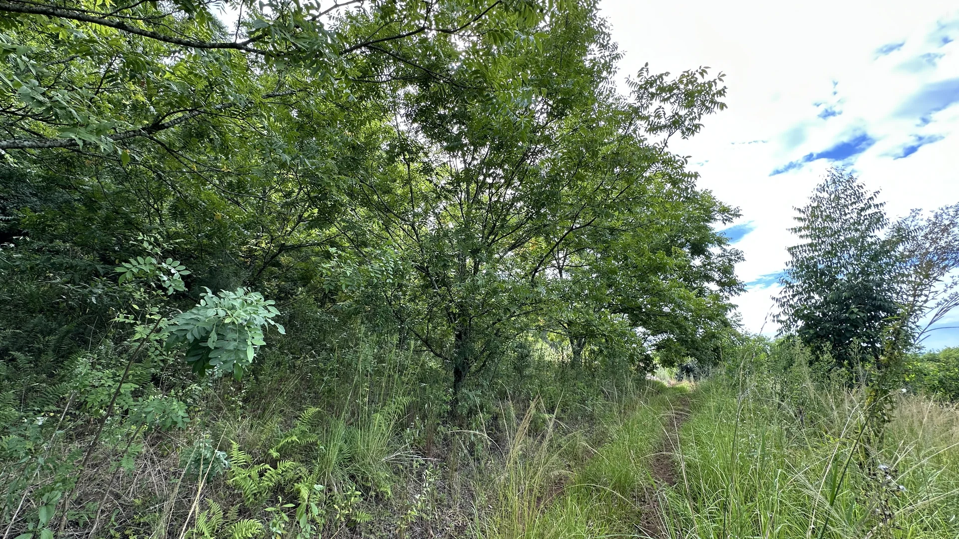 Área de terra à venda em Linha Olinda, Nova Petrópolis, na Serra Gaúcha