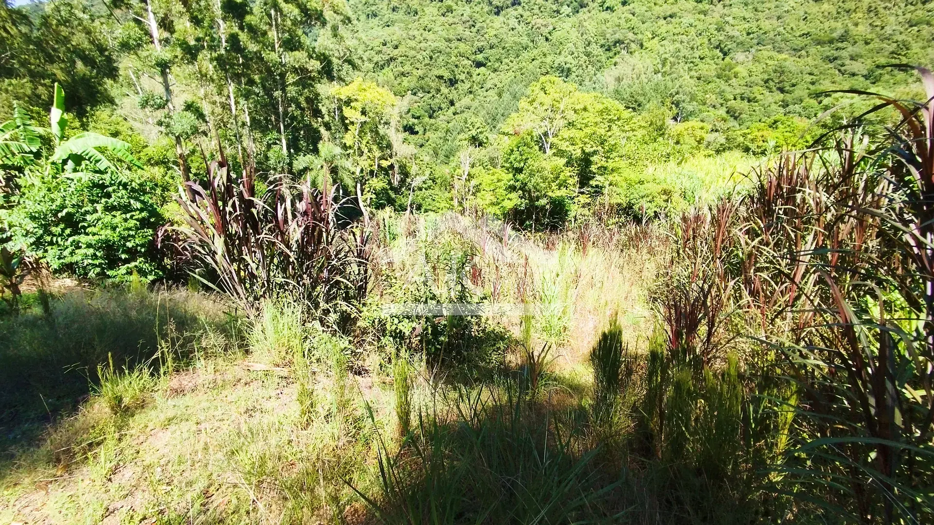 Sítio com riacho à venda em Picada Café na Serra Gaúcha